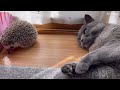 リアルリサラーソン ☆ハリネズミ🦔のこまろ猫の源🐈‍⬛のお昼寝を邪魔する☆cute hedgehog u0026kind cat☆癒し動画☆