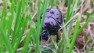 A Scottish Dor Beetle Battle's Grassy Forest