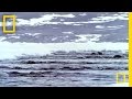 Narwhals | National Geographic