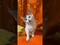 cute cat catlover cat cute fannyvideo facts popular yt ytshort reel viralreels viralvideo