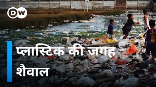 क्या शैवाल भी इस्तेमाल हो सकता है प्लास्टिक की तरह [How can we reduce plastic?]