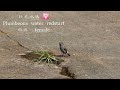 4k60 香港稀有過境遷徙雀鳥：紅尾水鴝 rare transit migratory birds in hong kong plumbeous water redstart