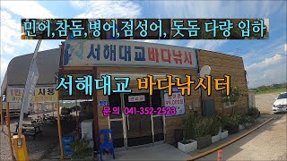 서해대교바다낚시터 바다어종 다량 입하 - 7월 6일 -