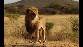 Pride - Ruler's at Risk [ National Geographic Documentary ]