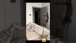 funny cats vs aluminum foil