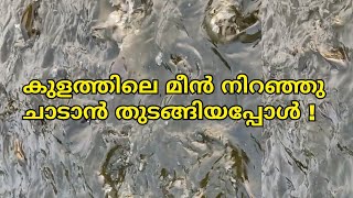 #short|കുളത്തിലെ മീൻ നിറഞ്ഞ് ചാടാൻ തുടങ്ങിയപ്പോൾ ! |Fishing Farm|