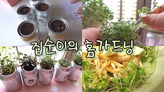 VLOG | 홈가드닝 새싹키워 먹는 집순이 브이로그 / 퍼니어캔 다이어트 새싹 반려식물 / 쉬운 식물 키우는 일상 브이로그 / 식물 추천 / 답례품 추천