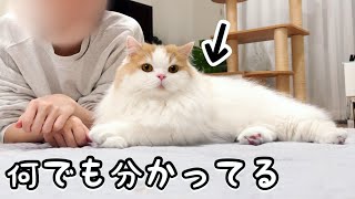 うちの猫が人間の言葉を理解しすぎているのが分かる映像w