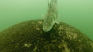 Angry fish attacks divers