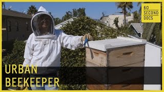 Urban Beekeeping // 60 Second Docs