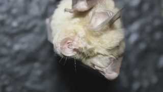 Greater Horseshoe Bat (Rhinolophus ferrumequinum) - Cyprus