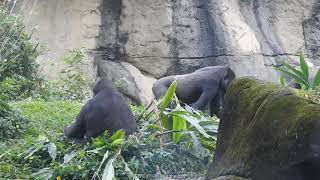 Iriki媽吃狼尾草。Ringo 20211102-15:50 金剛猩猩 Taipei Zoo Gorilla