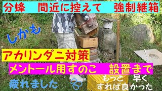 【ニホンミツバチ】Vol.4　3回目の分蜂を間近に控えている時に　敢えて　巣箱の継箱とアカリンダニ対策用のすのこを設置しました。