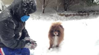 雪が嬉しすぎて吠えちゃってるポメラニアン