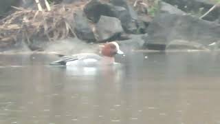 J0183　大分川　雨の日　鳴きながら上流へ　ヒドリガモ　Oita River　Rainy day　Crying Upstream　Eurasian wigeon