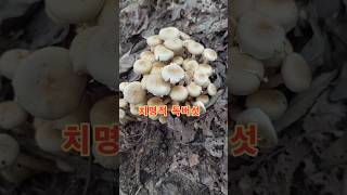 독버섯 노란개암버섯 #mushroom