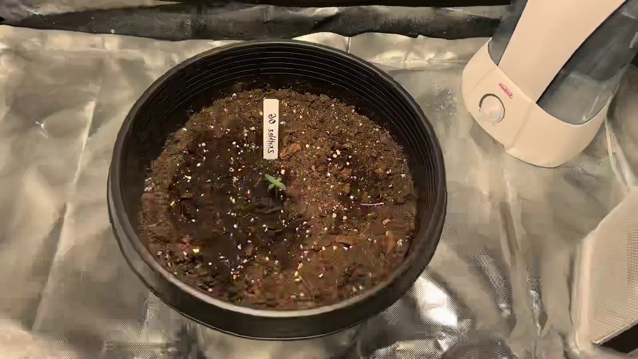 My First Indoor Autoflower Grow - YouTube