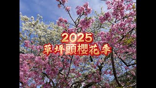 2025年2月6日 信義鄉草頭櫻花季 #草坪頭 #櫻花 #李花