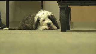 3-month-old therapy dog already making big impact at Labrae Local Schools