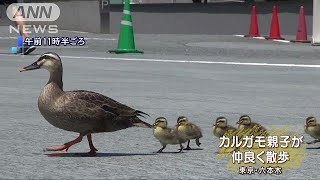 テレ朝にカルガモ親子　チョコチョコ散歩に癒される(18/05/14)