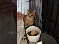 チャイさんの暮らし①。#保護猫