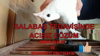 SALLABAŞ GÜVERCİN TEDAVİSİ , SALMONELLA HASTALIĞI