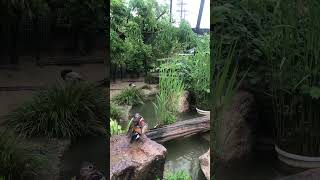 雨の京都動物園の鳥たちが可愛すぎる　#shorts