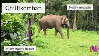 Chillikomban: Wild Elephant at Nelliyampathy - Misty Valley Resort