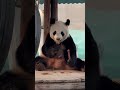 panda feifei’s children in liaoning飞云、青城、冰清，我们是住在辽宁的妃妃崽 大熊猫 熊猫 cute panda 熊貓 animals funny