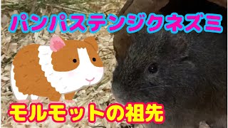 パンパステンジクネズミ　上野動物園　モルモットの祖先と言われています‼️