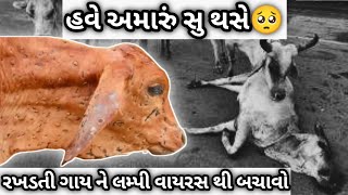 લંપી વાયરસ થી બચાવો|રખડતી ગાયો ને બચાવો| #gujarat #lumpyskindisease