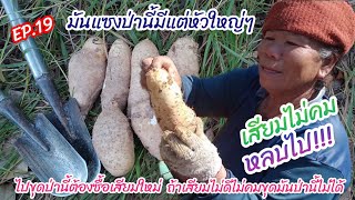 ขุดมันแซง EP.19 : ป่านี้ละที่ได้มันแซงหัวละเกือบกิโล | ครูดิวส์ เกษตร อีสานบ้านเฮา