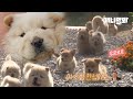 그대 심장에 차우차우+웰시코기 12남매 좀 풀어놓을게요ㅣDon’t Miss Out Chow Chow & Welsh Corgi Siblings