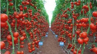 Domates yetiştiriciliği; USAGRO | www.usagro.com.tr