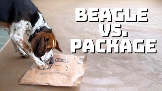 Beagle vs. Package: The Ultimate Showdown!