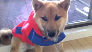 柴犬ゴン太にかっぱを着せてみたら固まった Shiba Inu