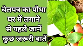 घर में बेलपत्र का पौधा लगाने से पहले जानें उससे जुड़ी सच्चार्ई #vastuplants#बेलपत्रकाउपाय#Belpatra