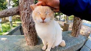 公園でよく喋る野良猫に出会った