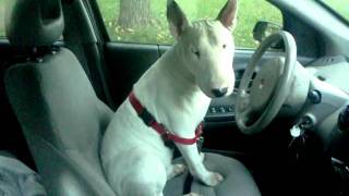 Driving Mr Howard the bull terrier