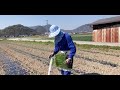 កសិកម្មនៅប្រទេសជប៉ុន agriculture in japan