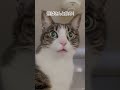 猫の水の飲み方の違い cat 猫との生活