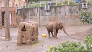 【国内最高齢71歳】アジアゾウ（アヌーラ♂）＠多摩動物公園20241004