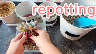 [ Rookie P ] EP41 Time-Lapse : Re Potting Echeveria