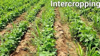 Intercropping | beans plants | Intercropping Farming | Intercropping in sugarcane