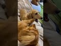 ナギかっちゃまのほうがワンプロばりして、すぐかぷづく。 dog dachshund ダックス 5ダックス