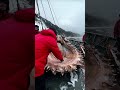 Giant Deep Sea Creature Caught by Fishermen!🐙🦑🦀#deepseafishing #fishingexploration #giantseacreature