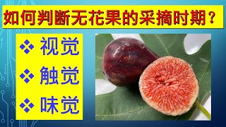 如何判断无花果采摘最佳时期. #无花果家庭有机种植栽培系列