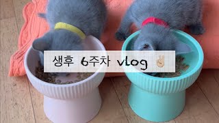 VLOG I 러시안블루 아깽이 생후 6주차 기록✌🏻