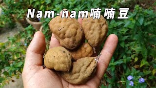 水果世界无奇不有！辣椒好搭档Nam nam 喃喃豆