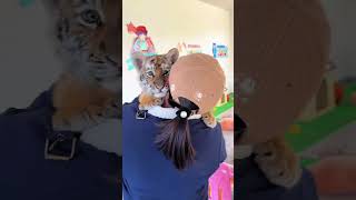 🐯🐯🐯WOW!!! adorable tiger cub #tigercub  #tiger #kitten #foryou #fpy #cute #kitty #zoo #adorable